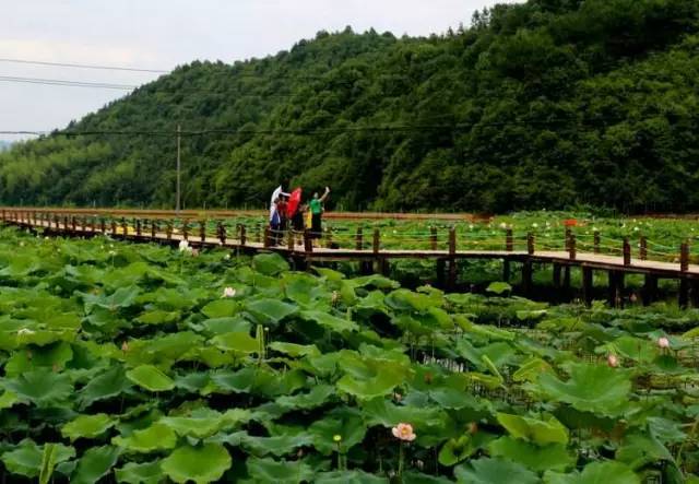 ʢ�ģ��������ư˰�Ķ�ɻ�ʢ��������